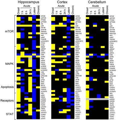 Altered Protein Profiles During Epileptogenesis in the Pilocarpine Mouse Model of Temporal Lobe Epilepsy